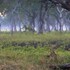 south luangwa national park