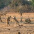 south luangwa national park
