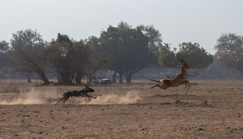 south luangwa national park