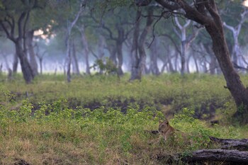 south luangwa national park