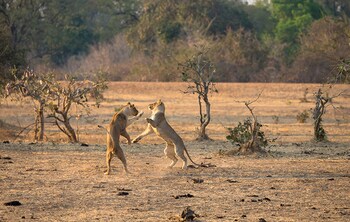 south luangwa national park