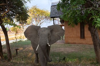south luangwa national park