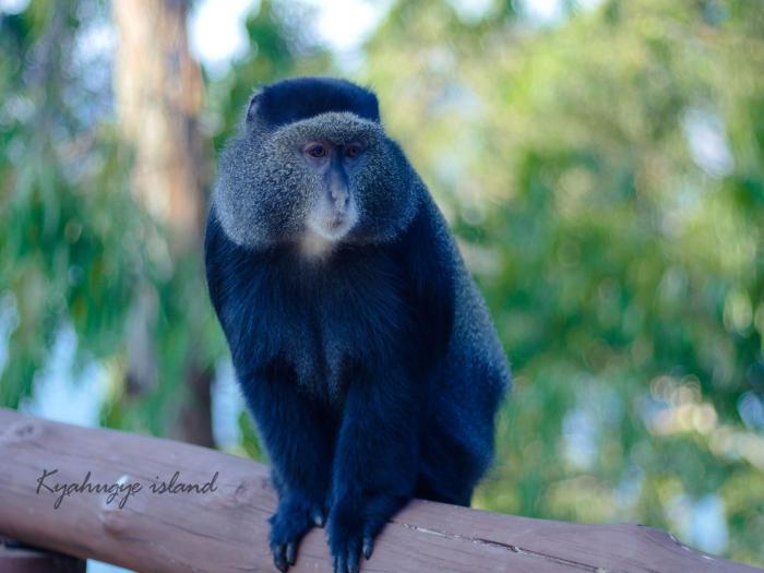 lake bunyonyi eco resort