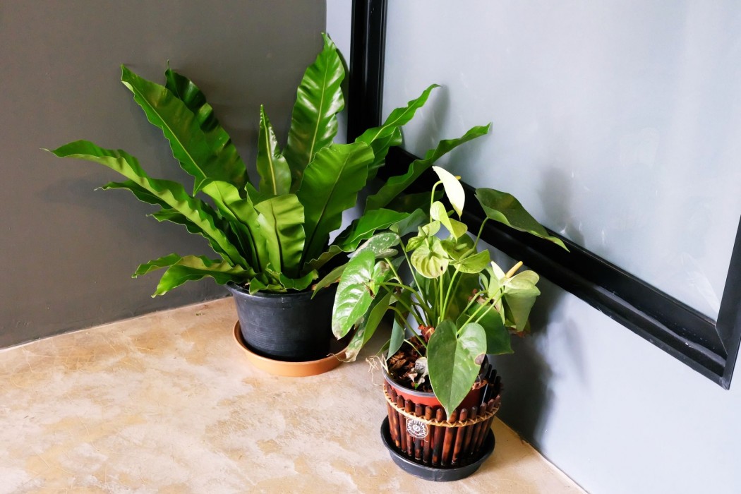 sleep airport chiang mai