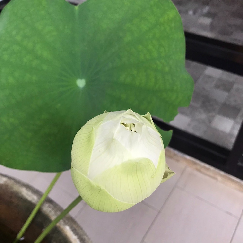 the wishes hotel at chiangmai