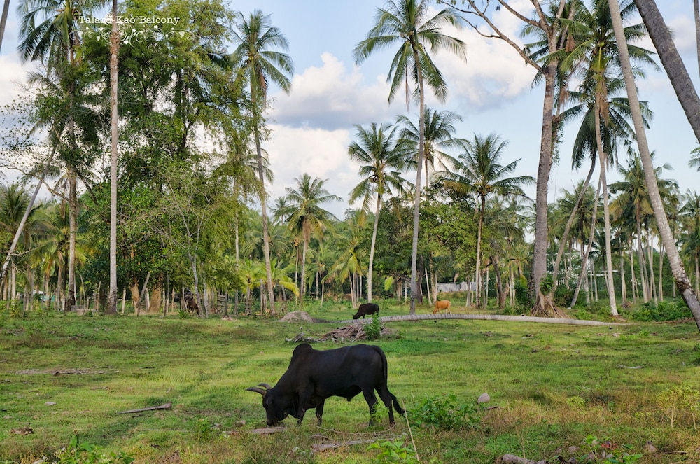 talardkao balcony krabi hostel