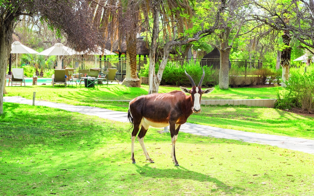 mokuti etosha