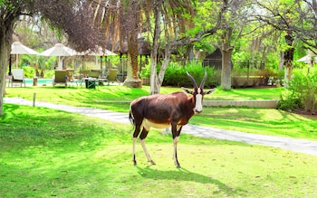 Mokuti Etosha,Tsumeb>>Namutoni,4 star