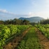 village farm and winery