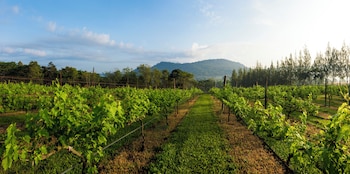 village farm and winery