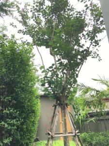 tandeaw view