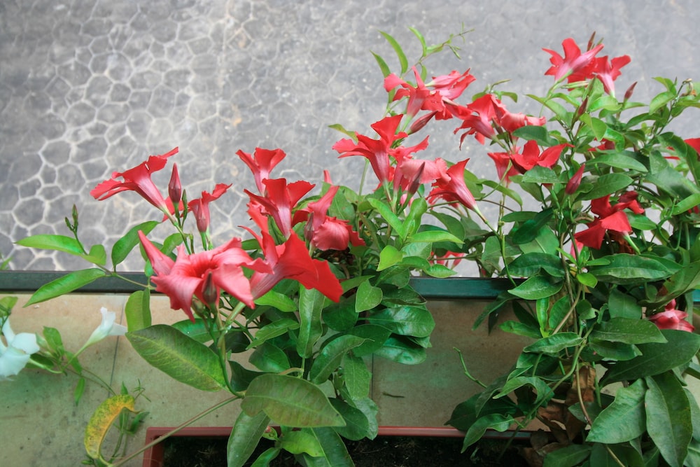 sirimunta hotel chiang rai