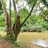 khaosok river home resort