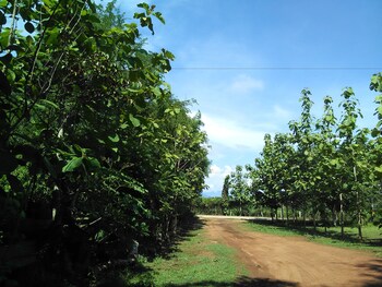 loei airport homestay