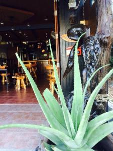 k guesthouse adults only