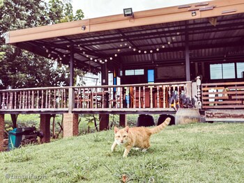 tantai eco farm stay at khao yai