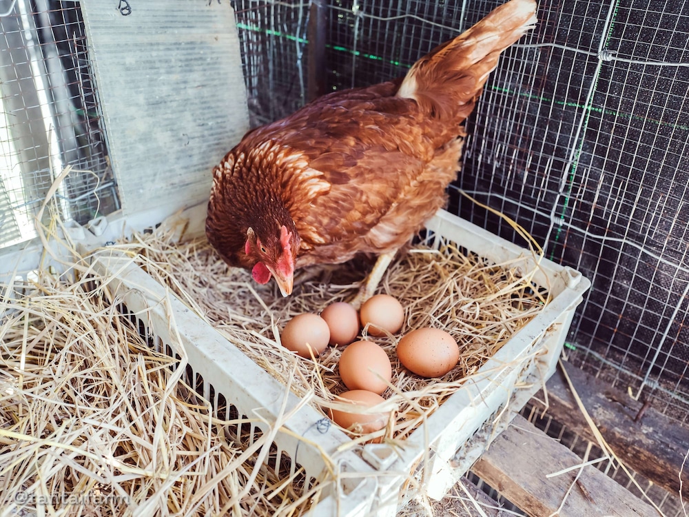 tantai eco farm stay at khao yai