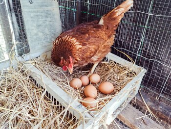 tantai eco farm stay at khao yai