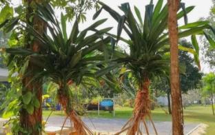 the princess beach resort