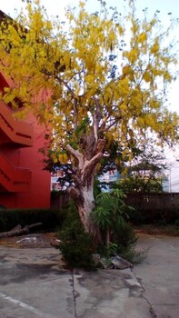 uthai
