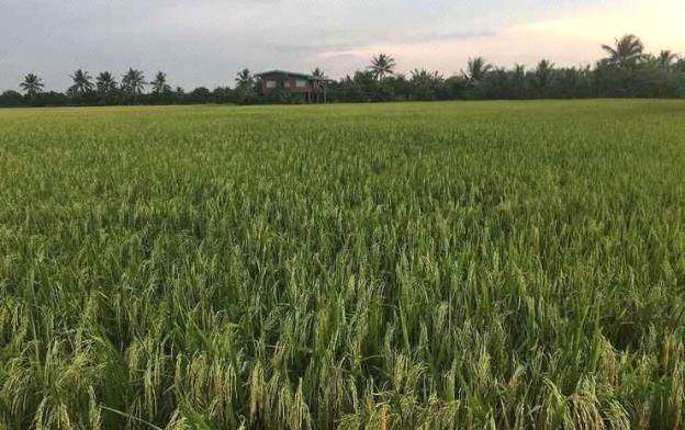 baan suan view dee homestay