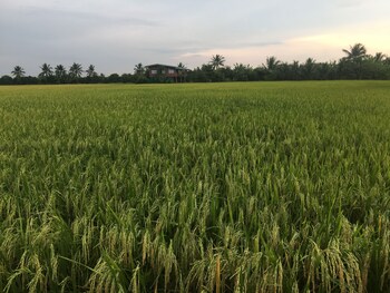 baan suan view dee homestay
