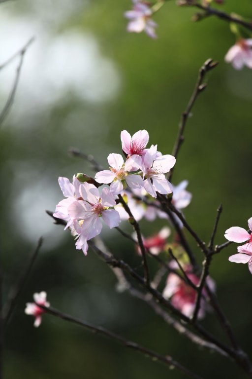 Green Forest Villa,Suao>>New Taipei City,3 star