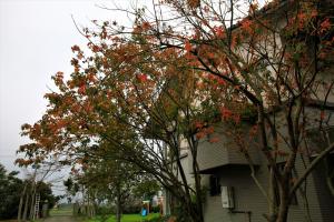 green forest villa