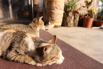 seeking alishan sunrise