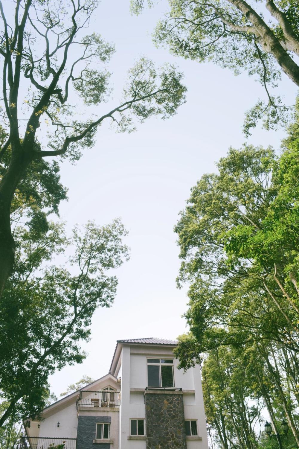 reindeer miaoli green wave