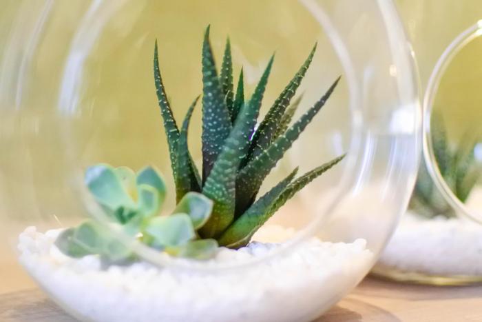 green hotel west district