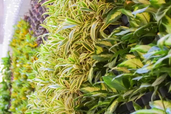 green hotel west district