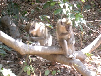 serrekunda