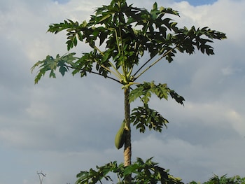 guadalupe