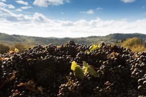 radda in chianti