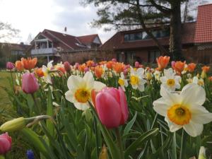 soltau