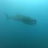 santa catalina rentals las hamacas