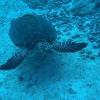 santa catalina rentals las hamacas