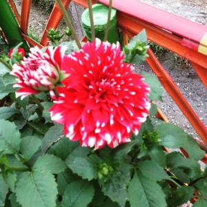 sweet dreams guest house