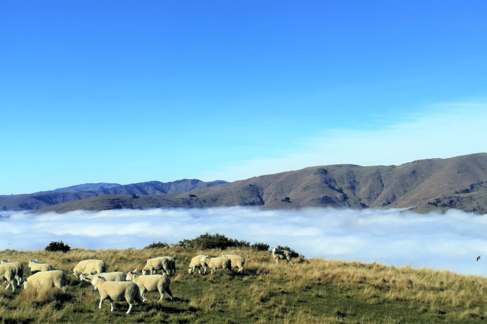 lyttelton boatique house