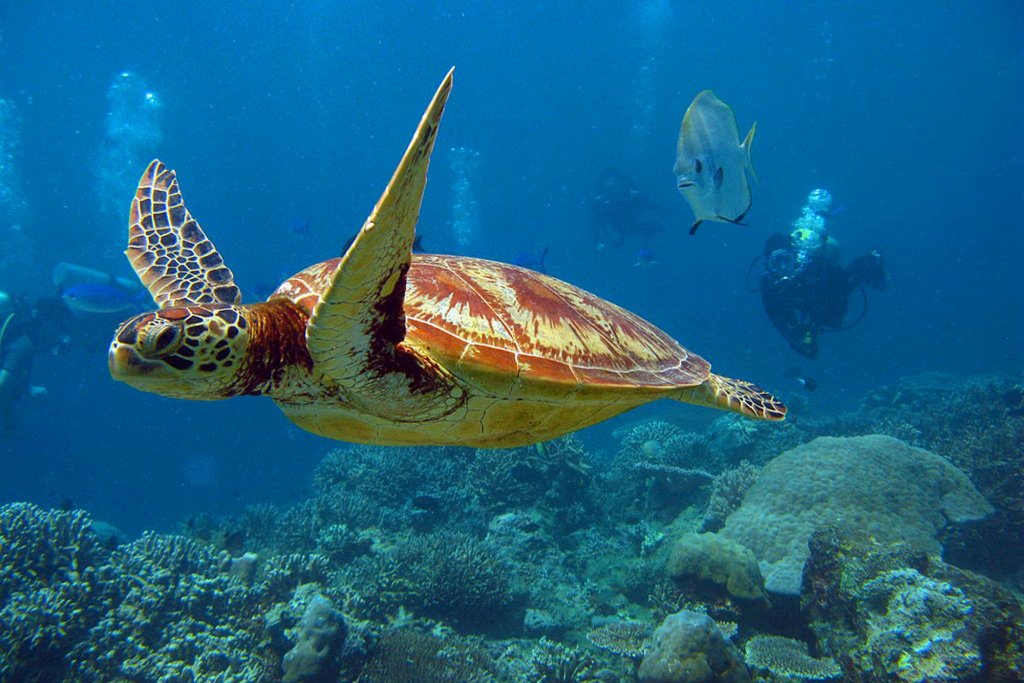 Chateau Elysium,Bel Ombre>>Beau Vallon,4 star