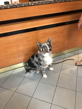 verdi budapest aquincum