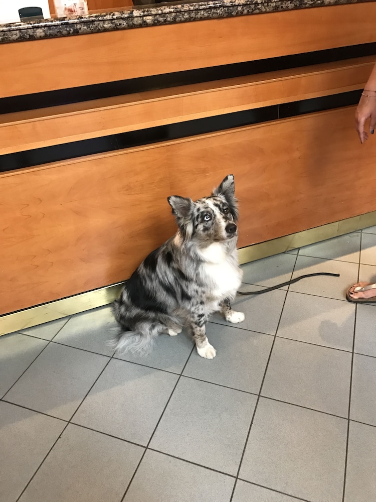 verdi budapest aquincum