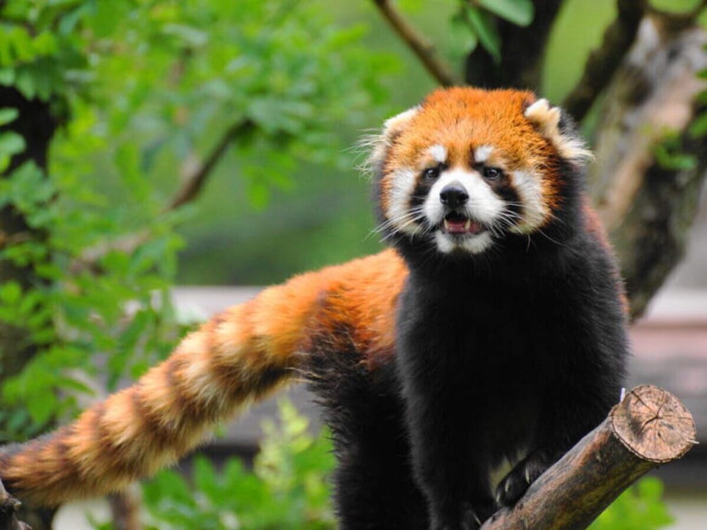 astil hotel shin osaka precious