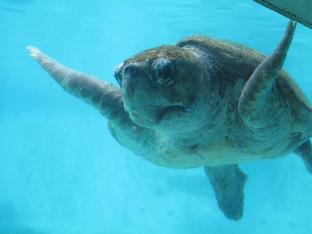 guesthouse nandeyanen hostel