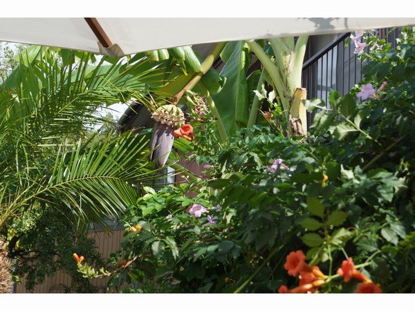 resort pension turtle house