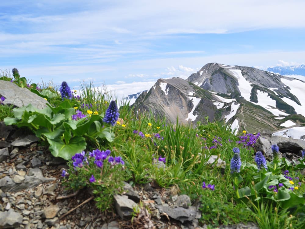hakuba