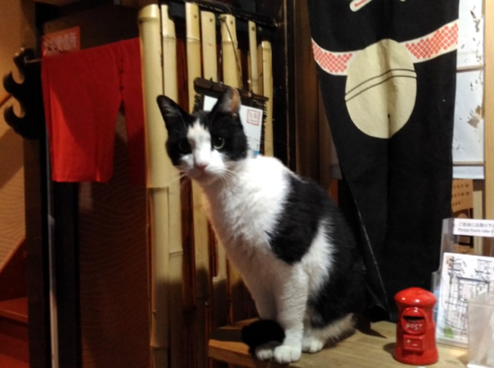 kyoto shirakawa kiraku inn hostel