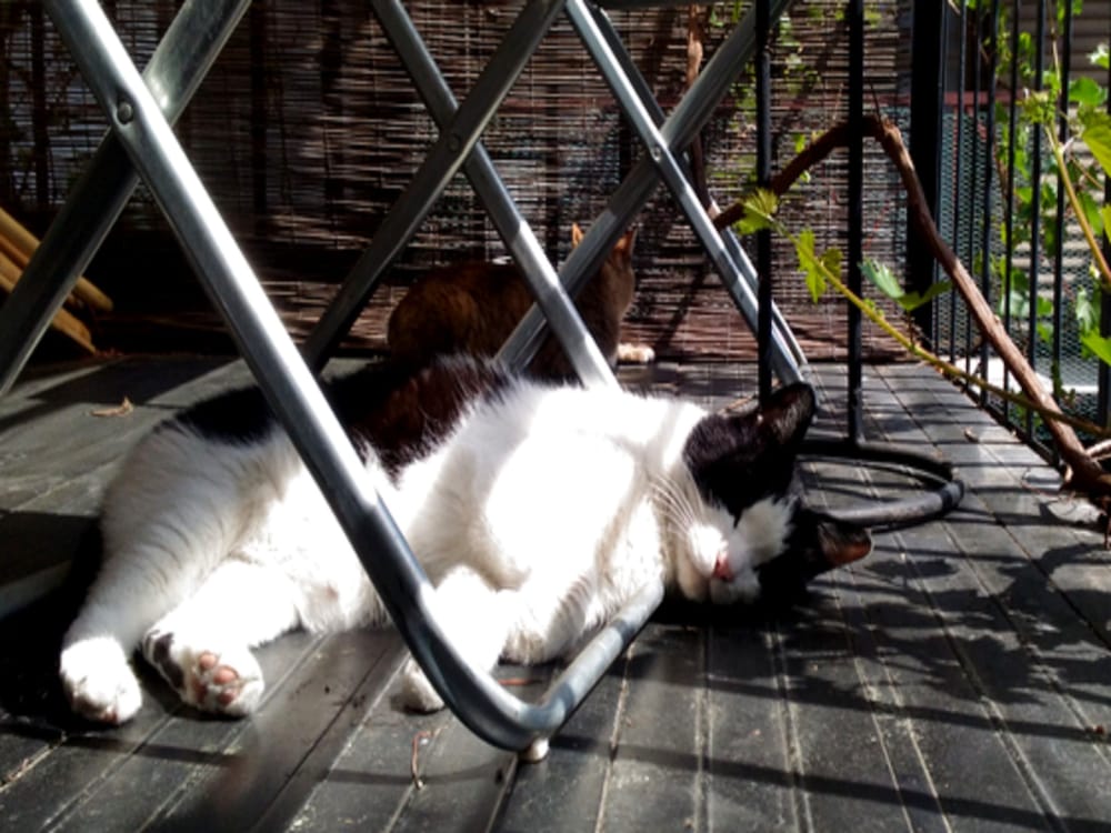 kyoto shirakawa kiraku inn hostel