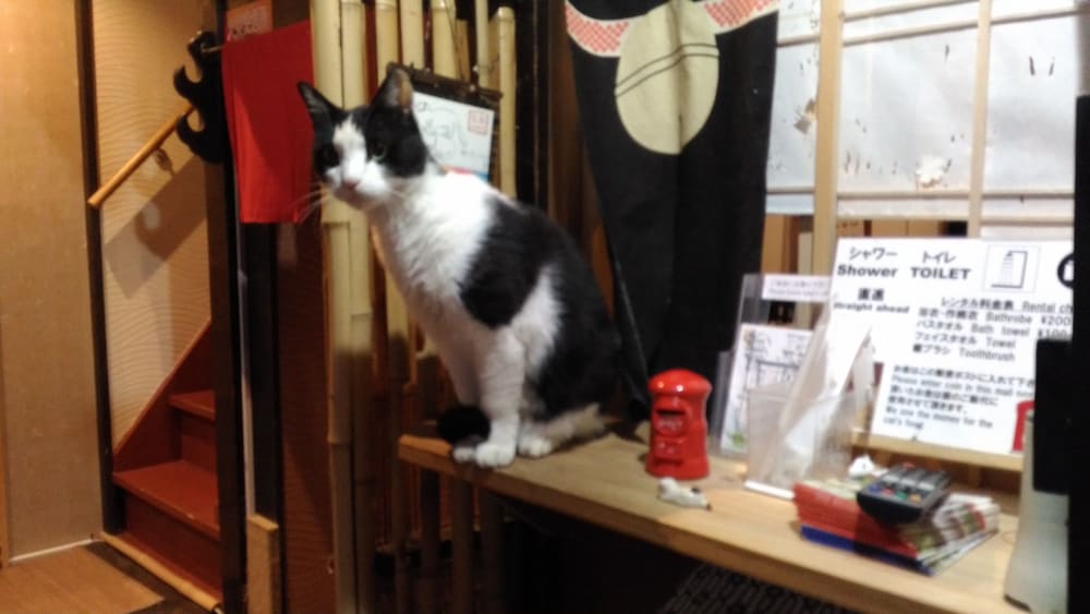 kyoto shirakawa kiraku inn hostel